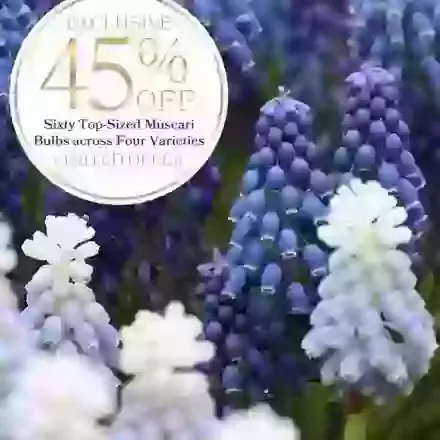 Sixty Muscari Bulbs Offer